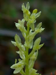 Attēlu rezultāti vaicājumam “Hammarbya paludosa fruit”