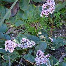Attēlu rezultāti vaicājumam “Bergenia crassifolia flower”
