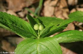 Attēlu rezultāti vaicājumam “Mercurialis perennis fruit”