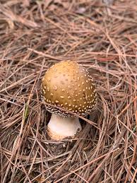 Attēlu rezultāti vaicājumam “Amanita strobiliformis”