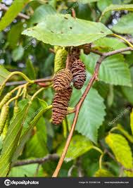Attēlu rezultāti vaicājumam “Alnus incana bud”