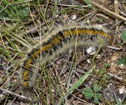 Attēlu rezultāti vaicājumam “Lasiocampa trifolii”