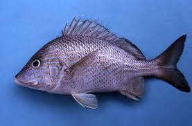 Image result for Haemulon plumierii