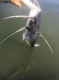 Image result for Bagre marinus