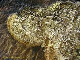 Attēlu rezultāti vaicājumam “Sarcodontia crocea”