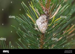Attēlu rezultāti vaicājumam “Retinia resinella pupa”