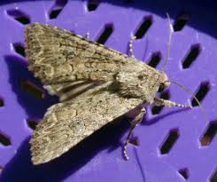 Attēlu rezultāti vaicājumam “Hadula trifolii”