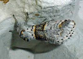 Attēlu rezultāti vaicājumam “Furcula bifida”