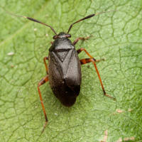 Attēlu rezultāti vaicājumam “Capsus ater”