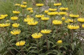 Image result for Inula hirta