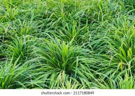 Attēlu rezultāti vaicājumam “Brachypodium sylvaticum leaf”