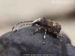 Attēlu rezultāti vaicājumam “Platystomos albinus”