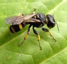 Attēlu rezultāti vaicājumam “Crabronidae”
