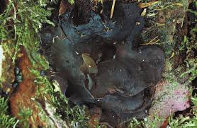 Attēlu rezultāti vaicājumam “Ionomidotis irregularis”