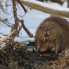 Attēlu rezultāti vaicājumam “Castor fiber”