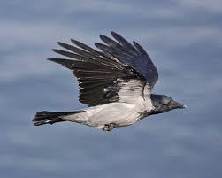 Attēlu rezultāti vaicājumam “Corvus cornix adult”