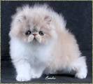 Persian cat   Persian cat colors   cat breeds pictures