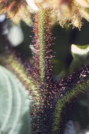 Attēlu rezultāti vaicājumam “Stemonitis herbatica stalked”