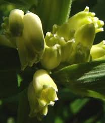 Attēlu rezultāti vaicājumam “Polygonatum verticillatum”