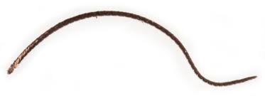 Attēlu rezultāti vaicājumam “Pyrausta cingulata”