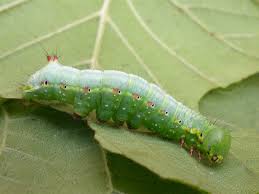 Attēlu rezultāti vaicājumam “Ptilodon capucina larva”