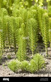 Attēlu rezultāti vaicājumam “Equisetum telmateia”