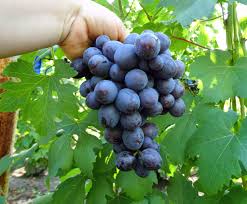 Image result for картинки подарок