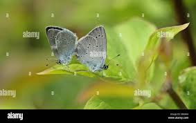 Attēlu rezultāti vaicājumam “Cupido minimus female”