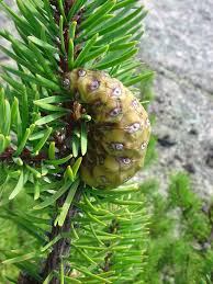 Attēlu rezultāti vaicājumam “Pinus ponderosa fruit”