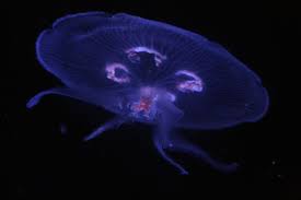 Attēlu rezultāti vaicājumam “Aurelia aurita”