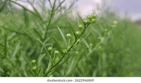 Attēlu rezultāti vaicājumam “Thesium ebracteatum”