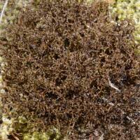 Attēlu rezultāti vaicājumam “Cetraria ericetorum”