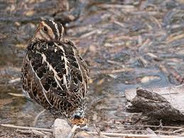 Image result for Gallinago delicata