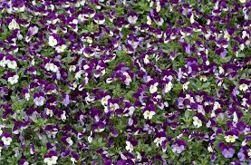 Image result for Viola x wittrockiana `Hiemalis`