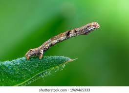 Attēlu rezultāti vaicājumam “Geocrypta galii larva”