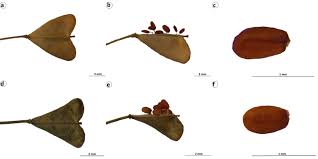 Attēlu rezultāti vaicājumam “Capsella bursa-pastoris fruit”