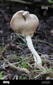 Attēlu rezultāti vaicājumam “Helvella elastica”