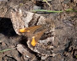 Attēlu rezultāti vaicājumam “Boudinotiana notha”
