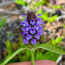 Attēlu rezultāti vaicājumam “Prunella vulgaris”