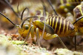 Attēlu rezultāti vaicājumam “Licea chelonoides macro”