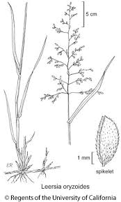 Attēlu rezultāti vaicājumam “Leersia oryzoides”