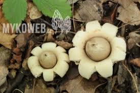 Attēlu rezultāti vaicājumam “Geastrum rufescens”