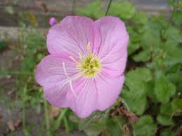 Image result for Primula malacoides