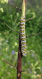 Attēlu rezultāti vaicājumam “Shargacucullia scrophulariae larva”