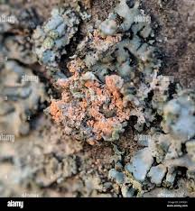 Attēlu rezultāti vaicājumam “Erythricium aurantiacum”