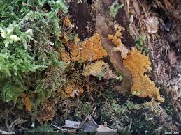 Attēlu rezultāti vaicājumam “Oligonema sp.”