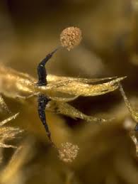 Attēlu rezultāti vaicājumam “Clastoderma debaryanum spores”