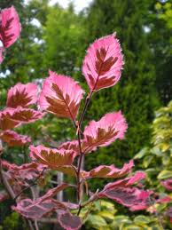 Attēlu rezultāti vaicājumam “Fagus sylvatica fo. purpurea male flower”