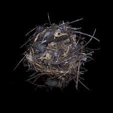 Attēlu rezultāti vaicājumam “Troglodytes troglodytes nest”