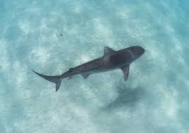 Image result for Galeocerdo cuvier